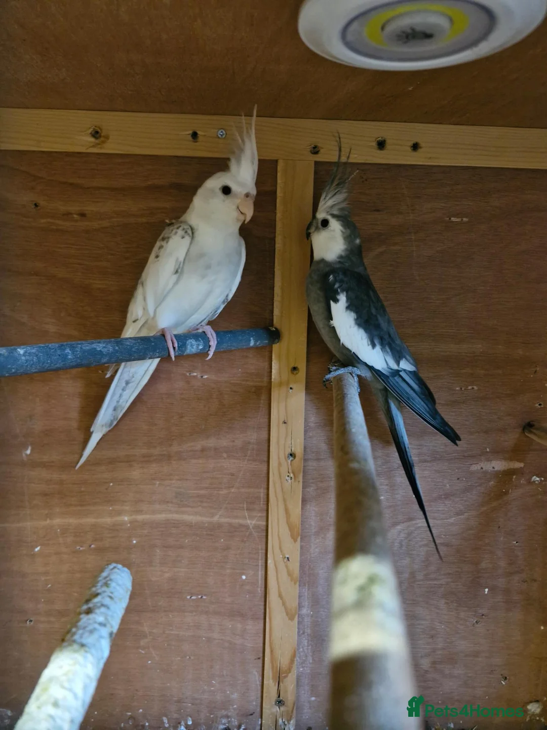 Cockatiels birds for sale: Cockatiel male female  - Advert 1
