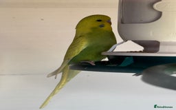 Budgerigars birds for sale: Budgies for sale - Image 7