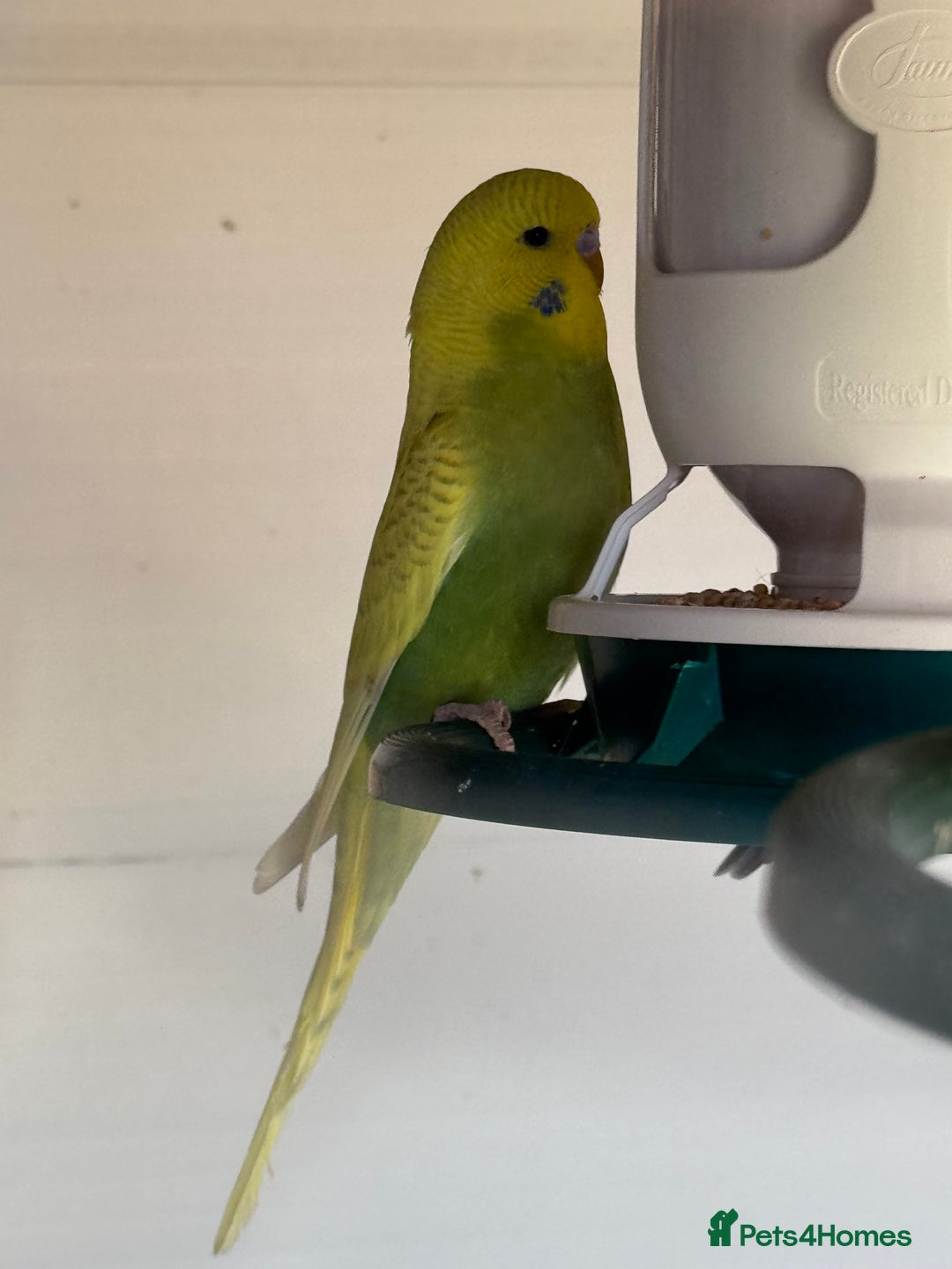 Budgerigars birds for sale: Budgies for sale - Image 7