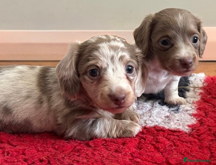 Miniature Dachshund dogs 🌟 ready now 🌟 fluffy 🐾 mini daxis - Advert 1