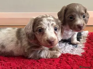 Miniature Dachshund dogs for sale: 🌟 ready now 🌟 fluffy 🐾 mini daxis - Advert 1