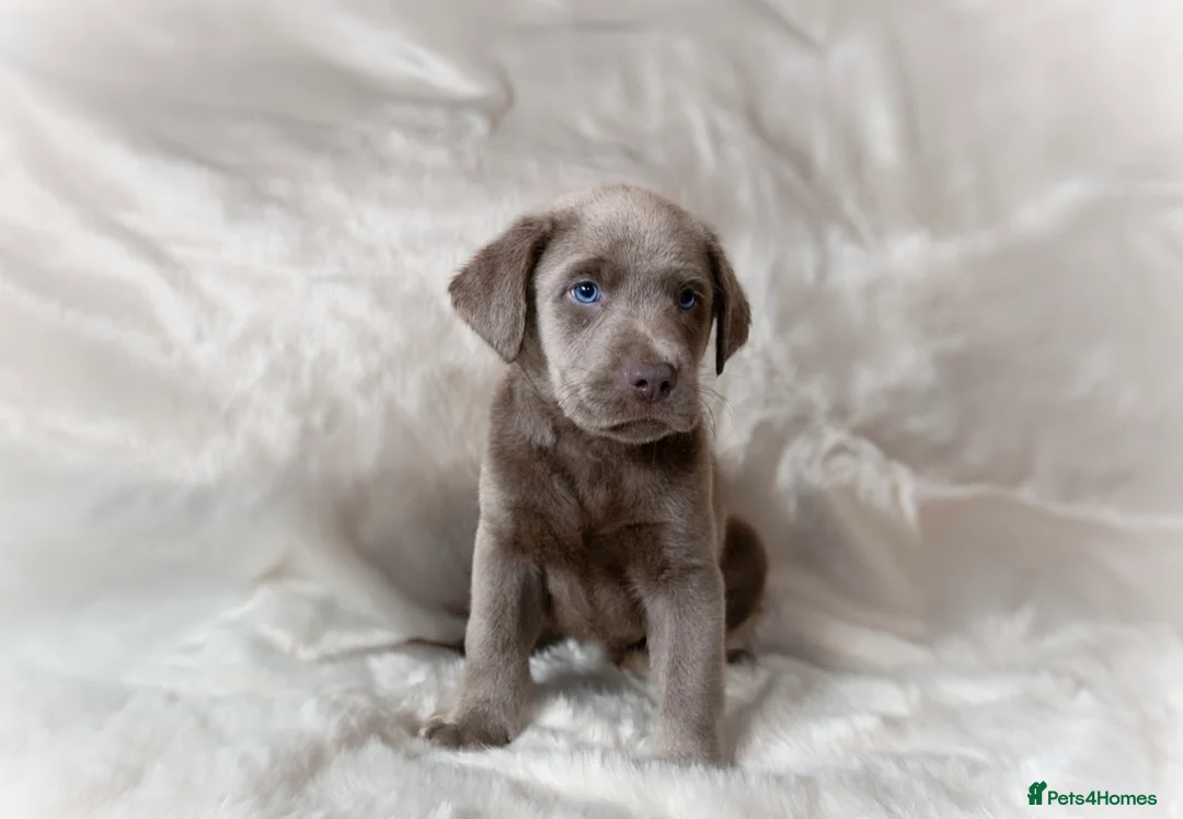 Labrador Retriever dogs for sale: Stunning pure pedigree silver labrador puppies - Advert 11