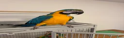 Macaws birds for sale: Blue & Gold Macaw - Advert 5