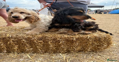 Cocker Spaniel dogs - Advert 10