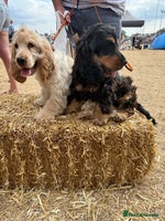 Cocker Spaniel dogs - Advert 5