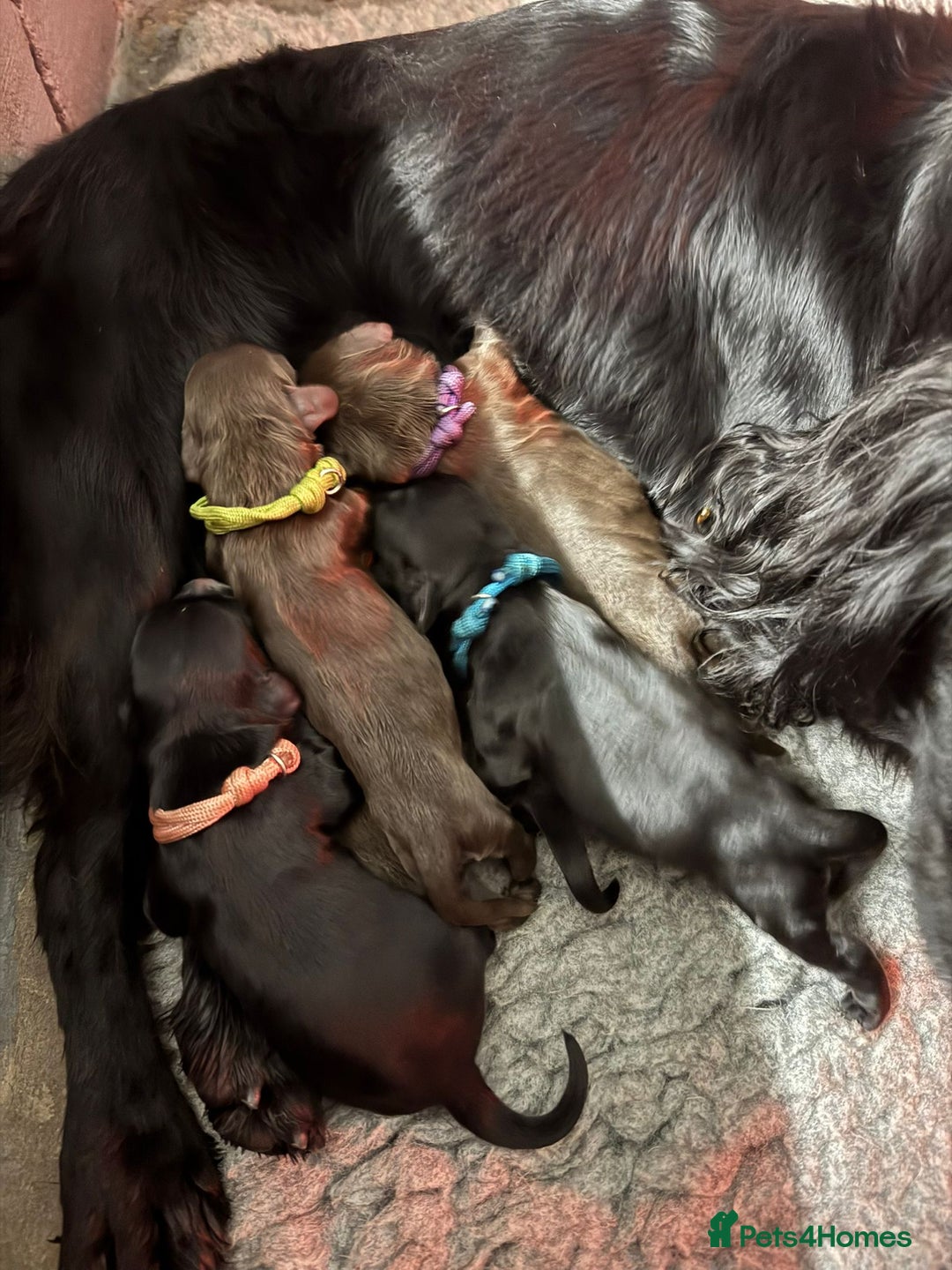 Cocker Spaniel dogs for sale: Gorgeous Cockers  - Farlavale x Muzmurray - Advert 3