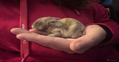 Mini Lop rabbits - Advert 1