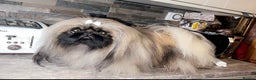Pekingese dogs for sale: Stunning Pekingese puppies  - Advert 20
