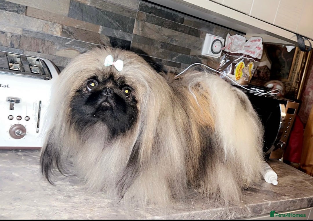 Pekingese dogs for sale: Stunning Pekingese puppies  - Advert 20