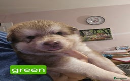 Alaskan Malamute dogs for sale: 2 female alaskan malamute girls ready now!! - Image 12