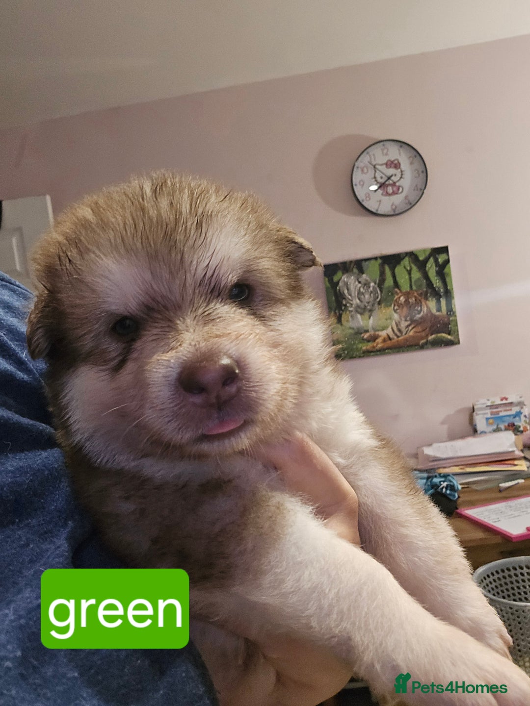 Alaskan Malamute dogs for sale: 2 female alaskan malamute girls ready now!! - Image 12