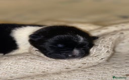 Akita dogs for sale: Beautiful American Akita Puppies  - Advert 2