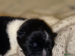 Akita dogs Beautiful American Akita Puppies 9 Boys 3 Females - Advert 7