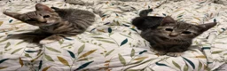 Mixed Breed cats for sale: 2 beautiful kittens - Advert 4