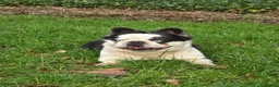French Bulldog dogs for sale: Fluffy panda french bulldog - Advert 2