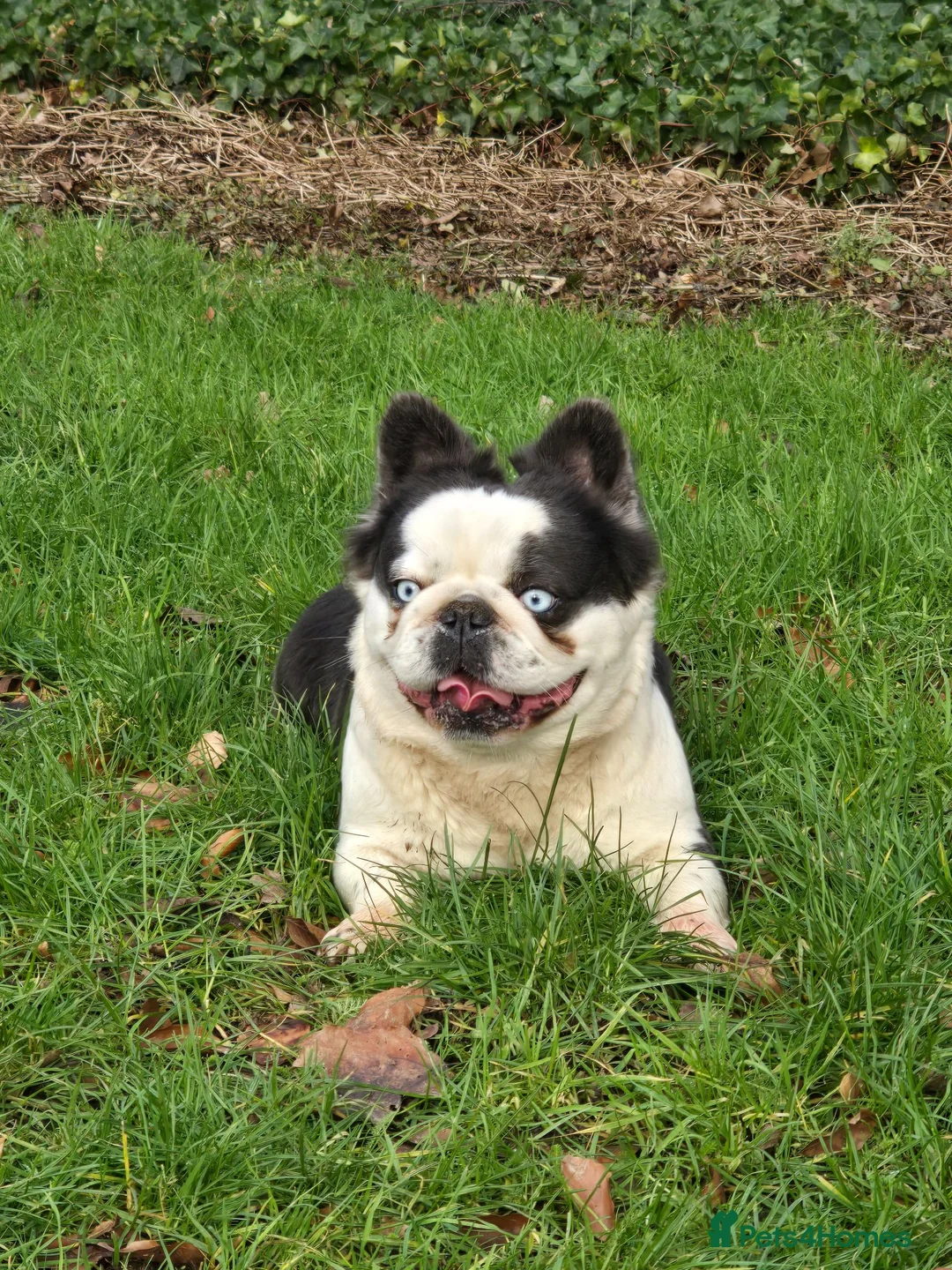 French Bulldog dogs for sale: Fluffy panda french bulldog - Advert 2