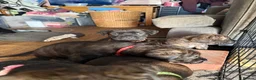 Mixed Breed dogs for sale: ❣️READY NEXT WEEK❣️Cane Corso cross ❣️ - Advert 13