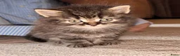 Persian cats for sale: READY TO LEAVE - OFFERS CONSIDERED  in Telford - Advert 6