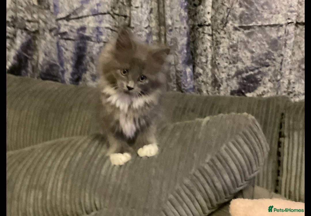 Maine Coon cats for sale: Mainecoon kittens - Advert 2