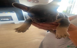 French Bulldog dogs for sale: Puppies - Image 2