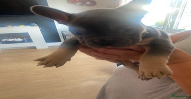 French Bulldog dogs - Advert 2