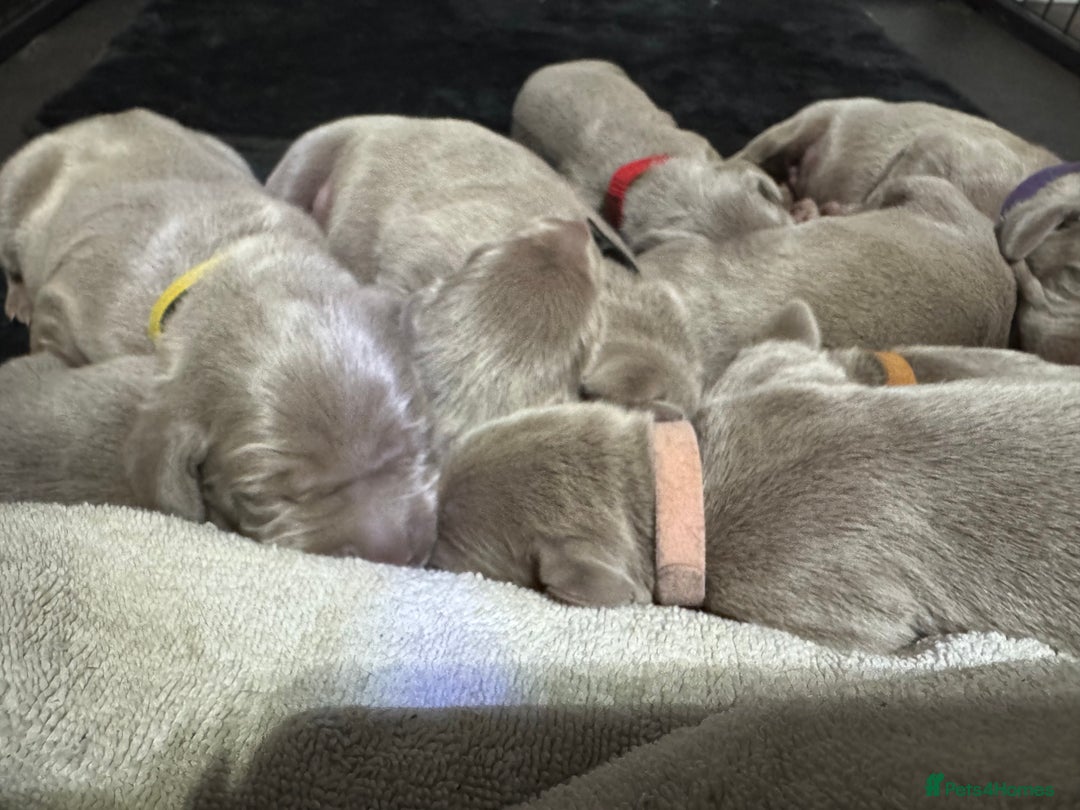 Weimaraner dogs for sale: ✨KC Reg Pups from Champion Bloodlines ✨ - Image 5