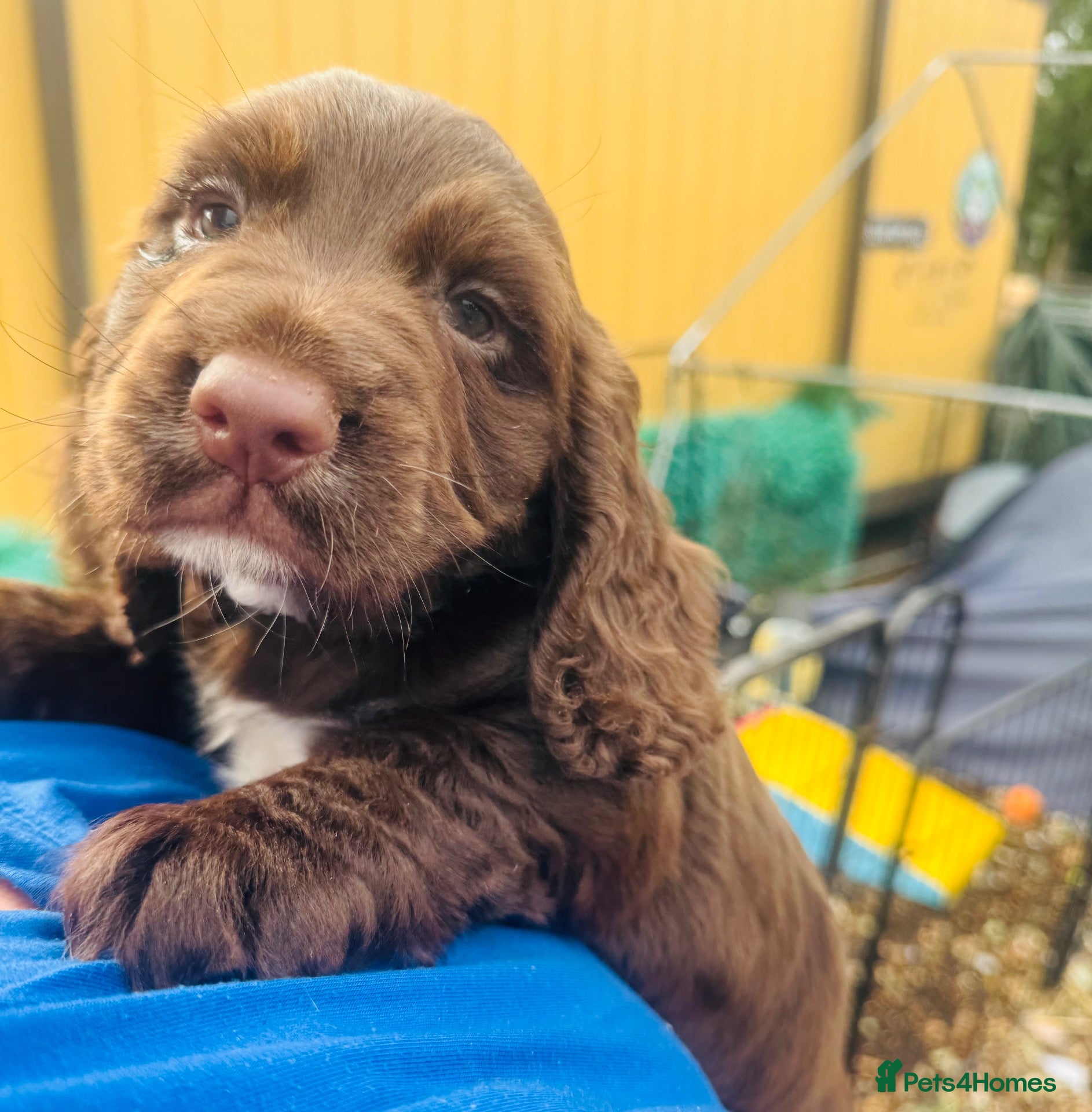 Cocker Spaniel dogs Dumplings 🥟  - Advert 1