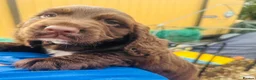Cocker Spaniel dogs for sale: Dumplings 🥟  - Advert 3