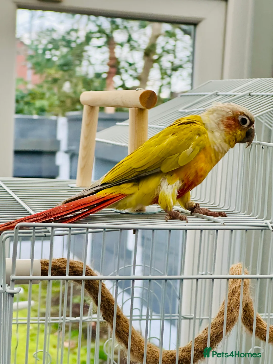 Conures birds for sale: RARE Colours Conures - Advert 7