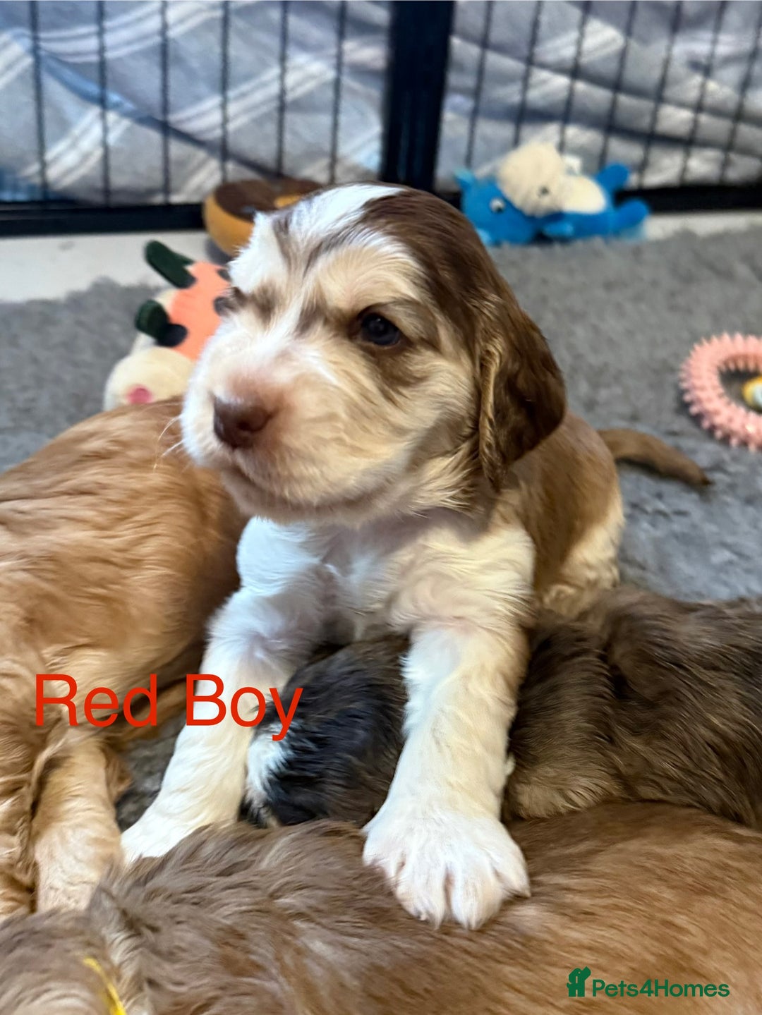 Cocker Spaniel dogs for sale: Cocker Spaniel Pups, KC, Health Tested, Champ Line - Image 8