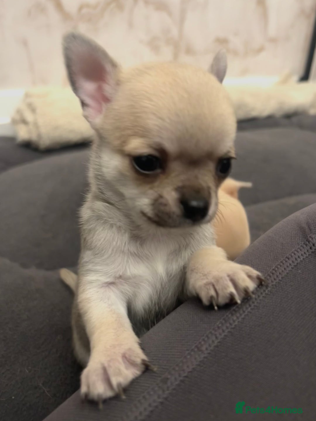 Chihuahua dogs for sale: smooth coat chihuahuas. Only the little boy left  - Advert 4
