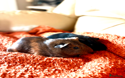 Guinea Pig rodents for sale: Two lovely boars looking for a new home! - Image 10