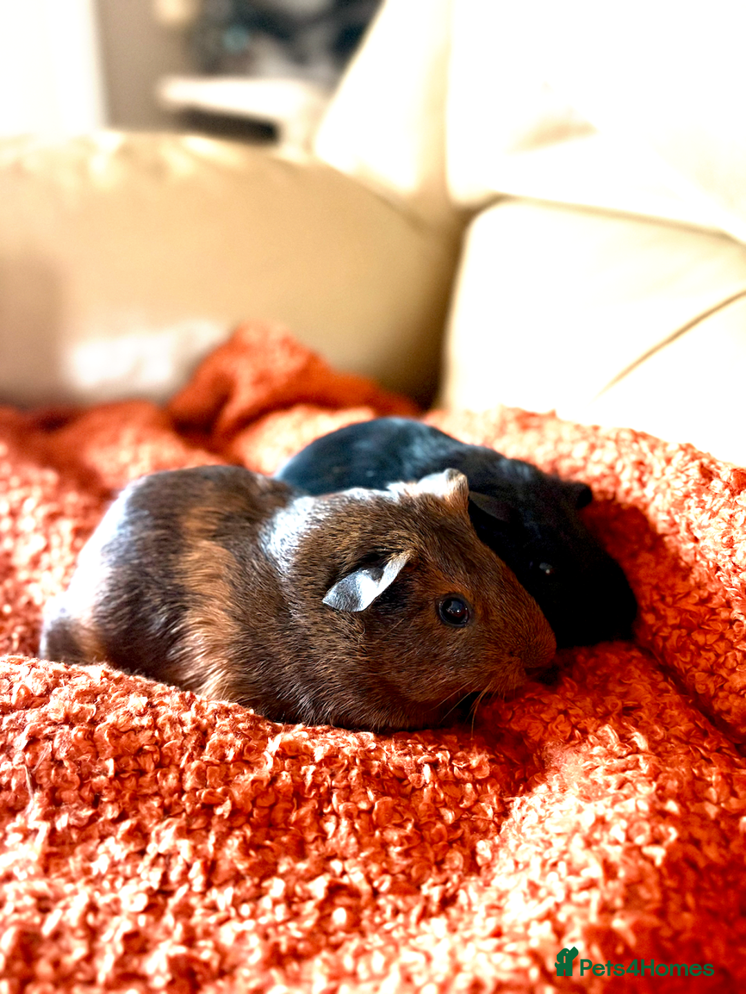 Guinea Pig rodents for sale: Two lovely boars looking for a new home! - Image 10