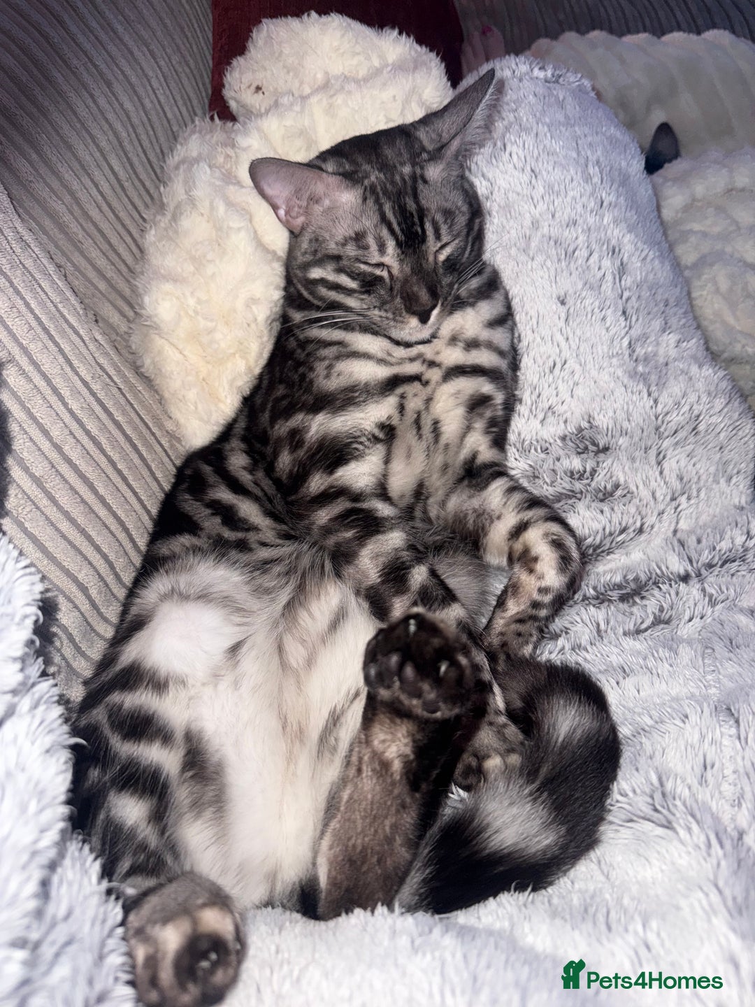 Bengal cats for sale: 💙Stunning Silver Charcoal black spotted tabby  - Advert 10
