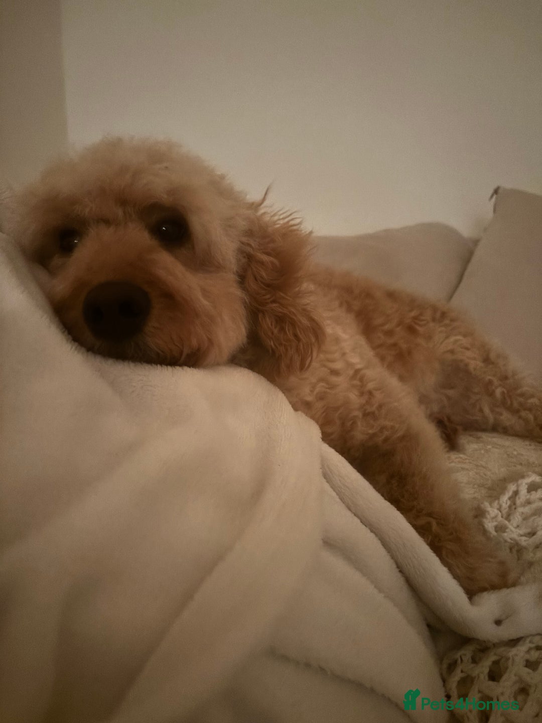 Labradoodle dogs for sale: Gorgeous red fox labradoodle  - Advert 11