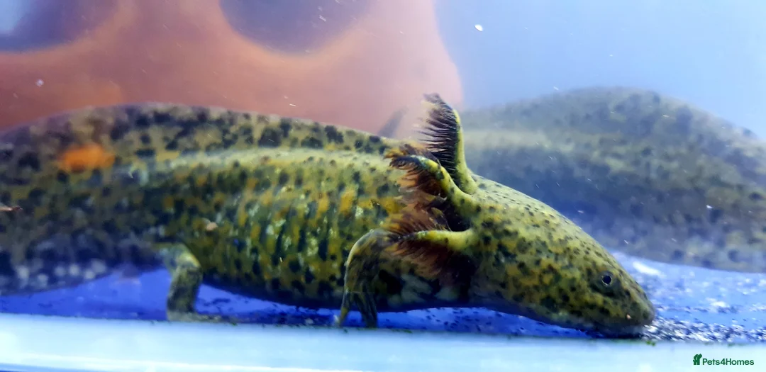 Axolotl reptiles for sale: Axolotls, various colours, quan discount available - Advert 6