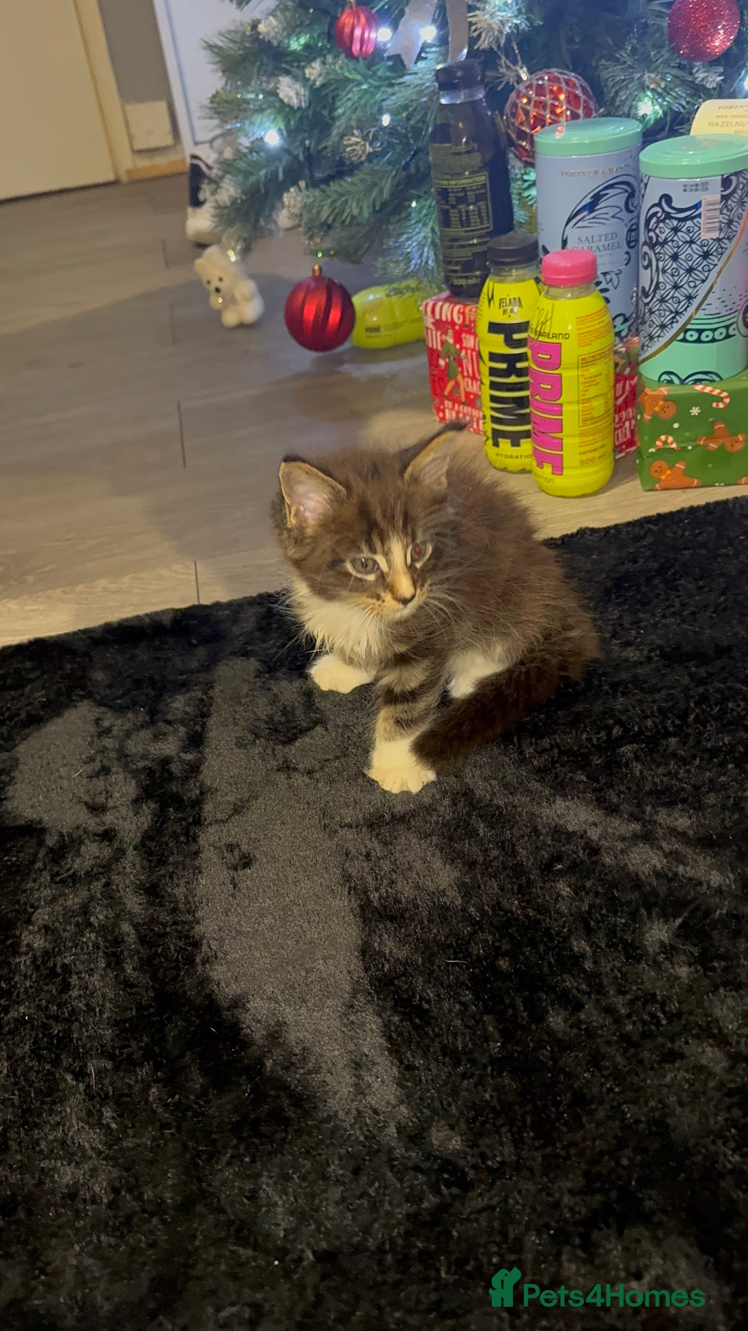 Maine Coon cats for sale: Full Maine Coon for sale - Advert 28