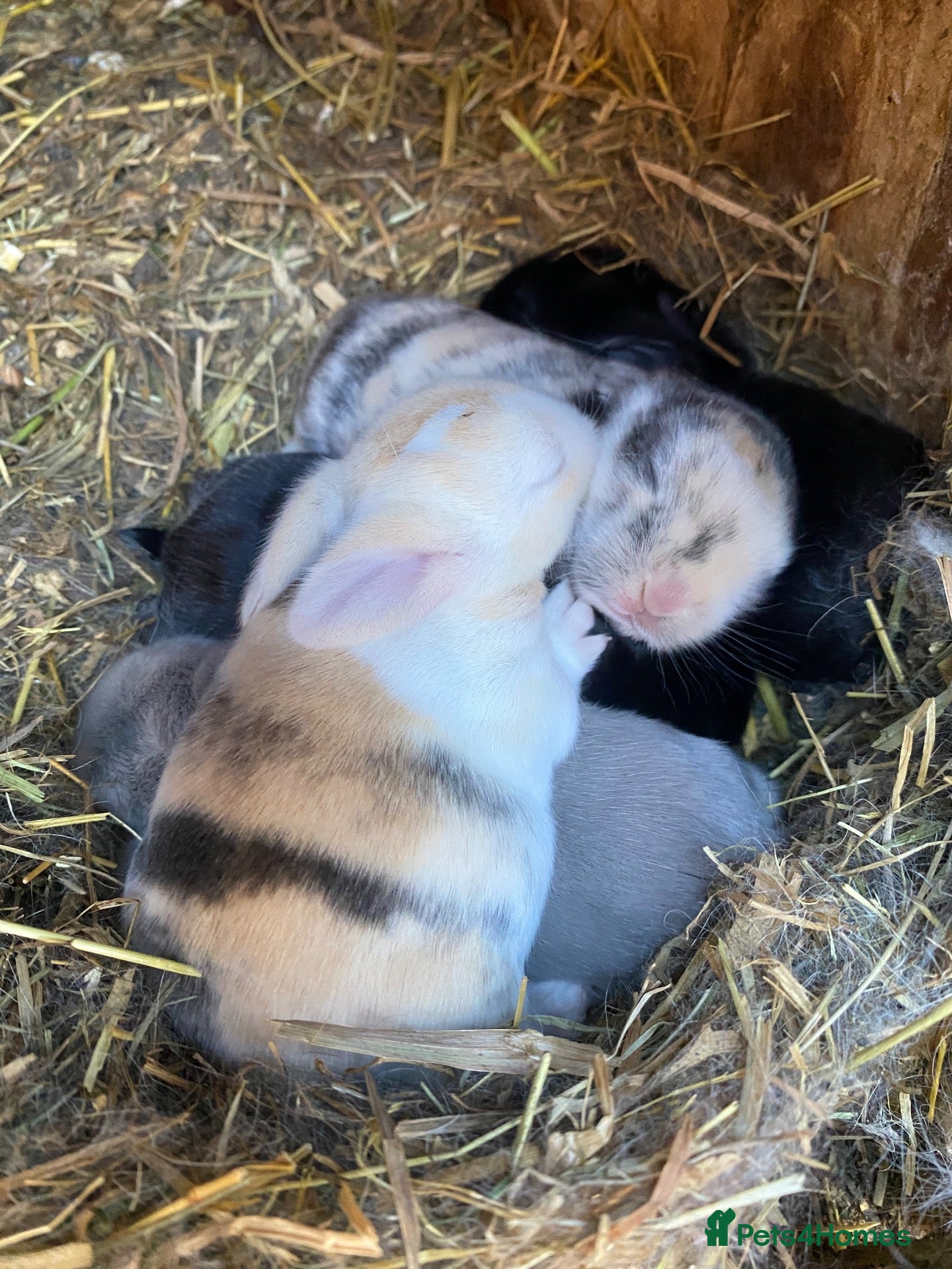 Mini Lop rabbits Mini lops Est since 2014  🩷 - Advert 1