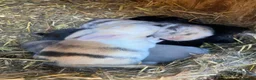 Mini Lop rabbits for sale: Mini lops Est since 2014  🩷 - Advert 4