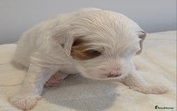 Australian Labradoodle dogs for sale: Australian Labradoodle Puppies  - Image 14