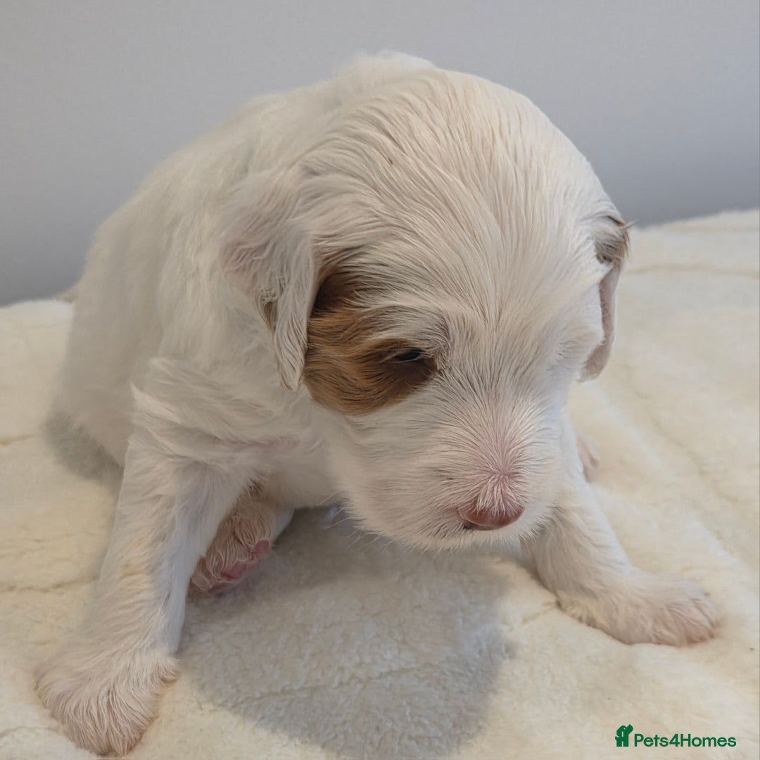 Australian Labradoodle dogs for sale: Australian Labradoodle Puppies  - Image 14