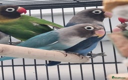 Lovebirds birds for sale: Blackmasked baby lovebird for sale.  - Advert 5