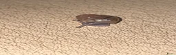 Snails invertebrates for sale: Baby Giant African Lands Snails - Advert 5