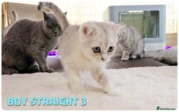 Scottish Fold cats for sale: Scottish Fold Kittens (Delivery  available) - Image 10