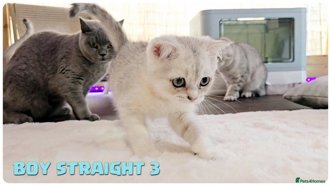 Scottish Fold cats for sale: Scottish Fold Kittens (Delivery  available) - Image 10