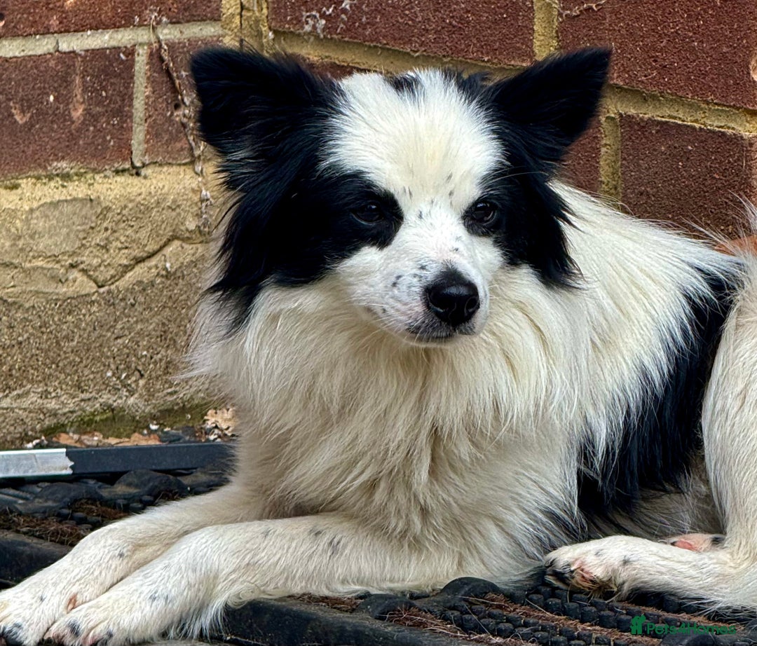 Chihuahua dogs for adoption: Toffy in West Malling - Image 5