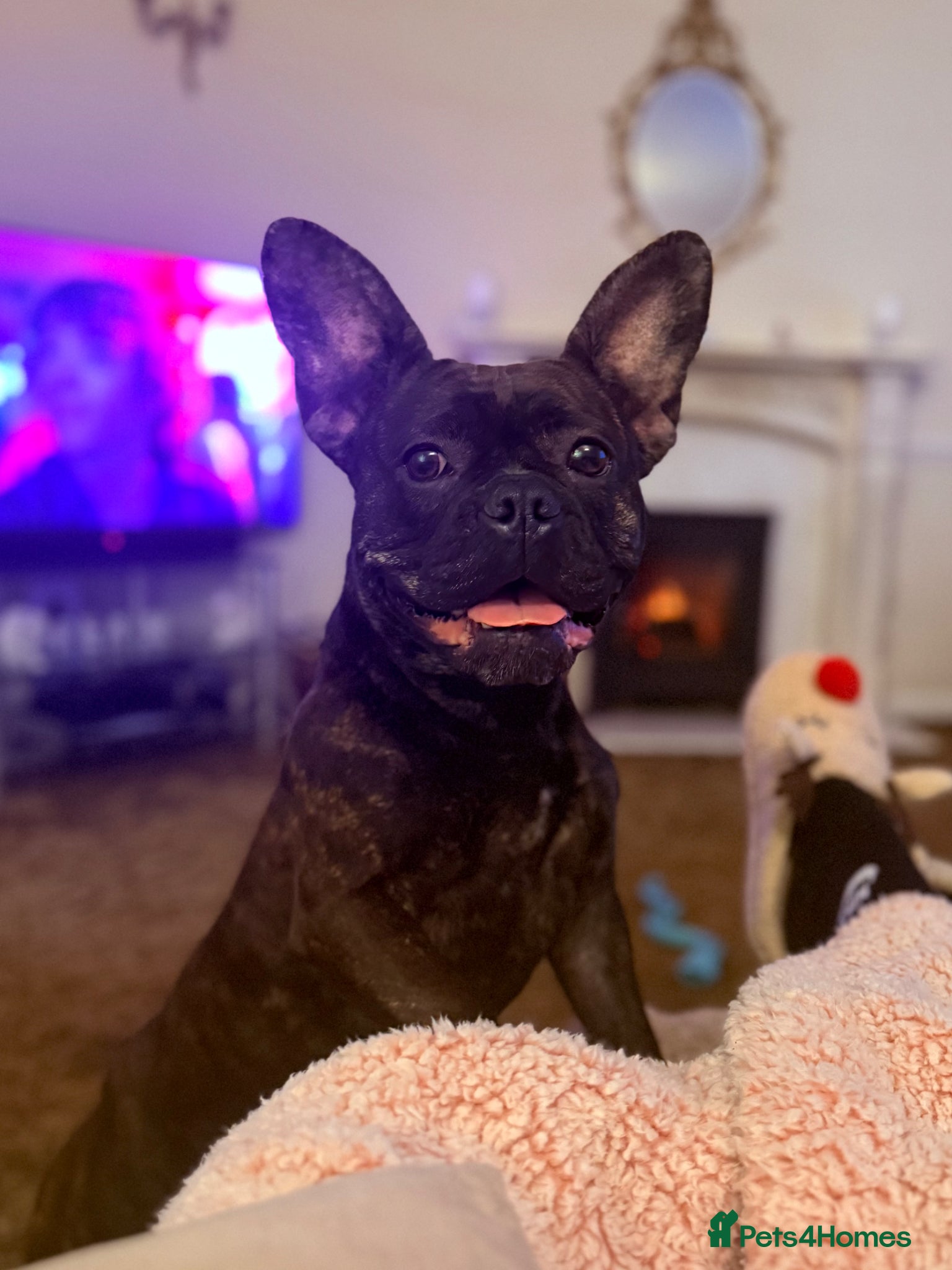 Mixed Breed dogs Sadly need to rehome due to ill health - Advert 18