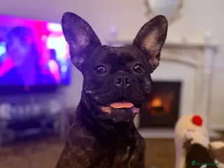 Mixed Breed dogs Sadly need to rehome due to ill health - Advert 2