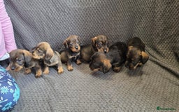 Dachshund dogs for sale: Dachshund wire haired (teckel pups) ✨ - Image 8