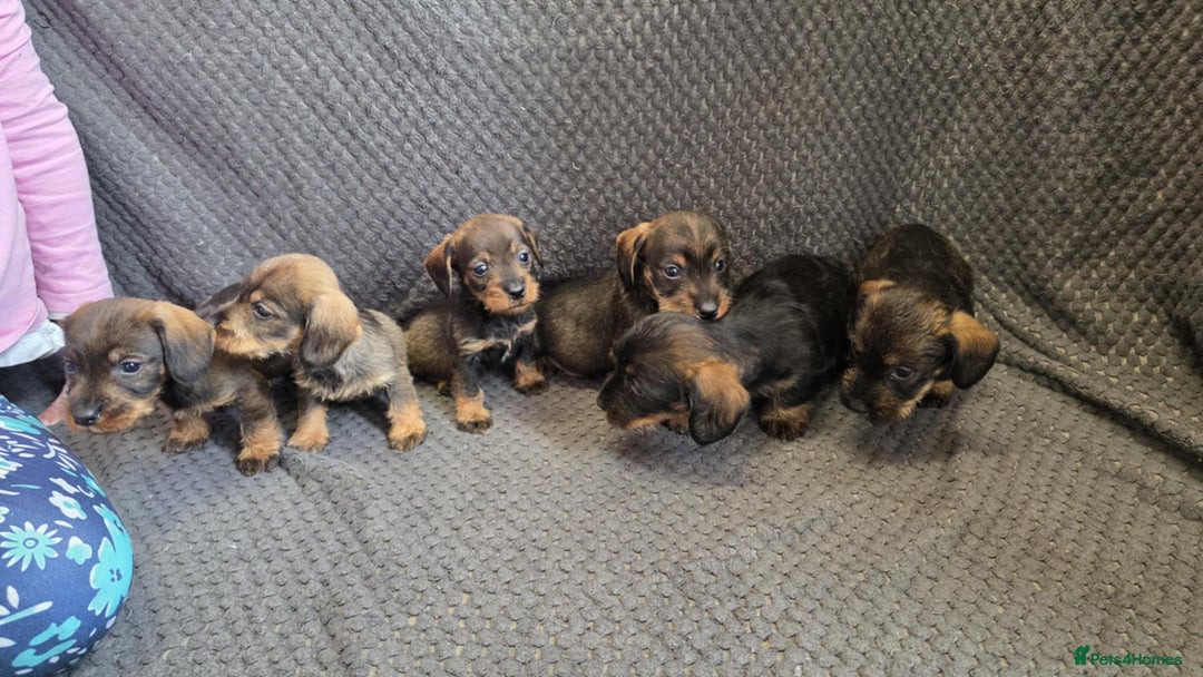 Dachshund dogs for sale: Dachshund wire haired (teckel pups) ✨ - Image 8